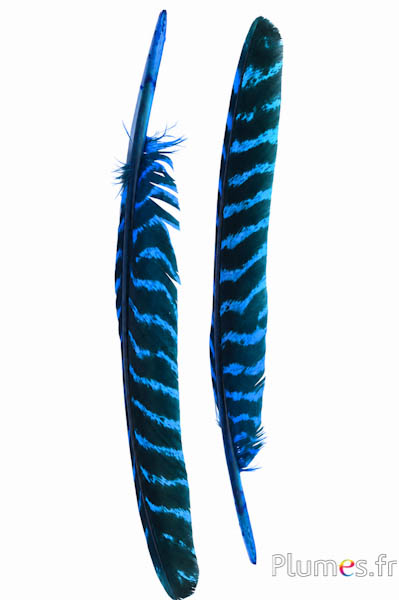 Bronzen kalkoen - 33-38 cm - turkoois-zwart